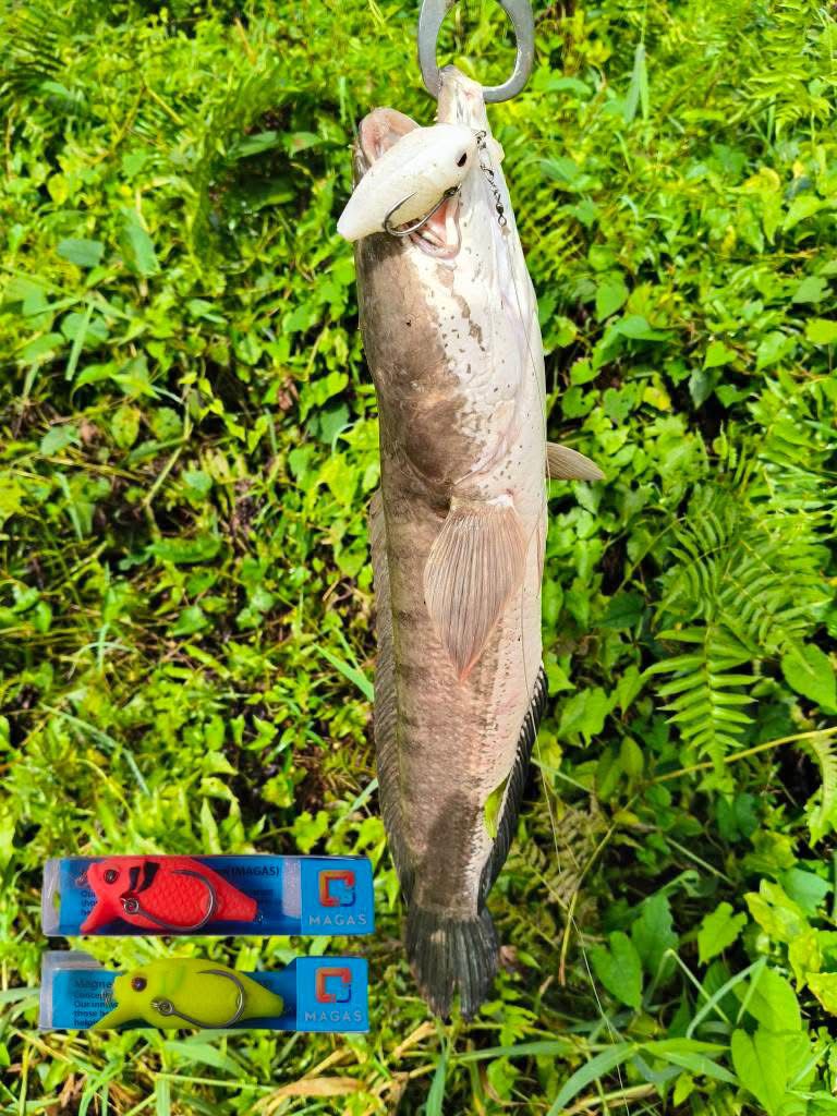 Blockbuster - 55 Subsurface (SF) - MY TACKLE R&D ENTERPRISE