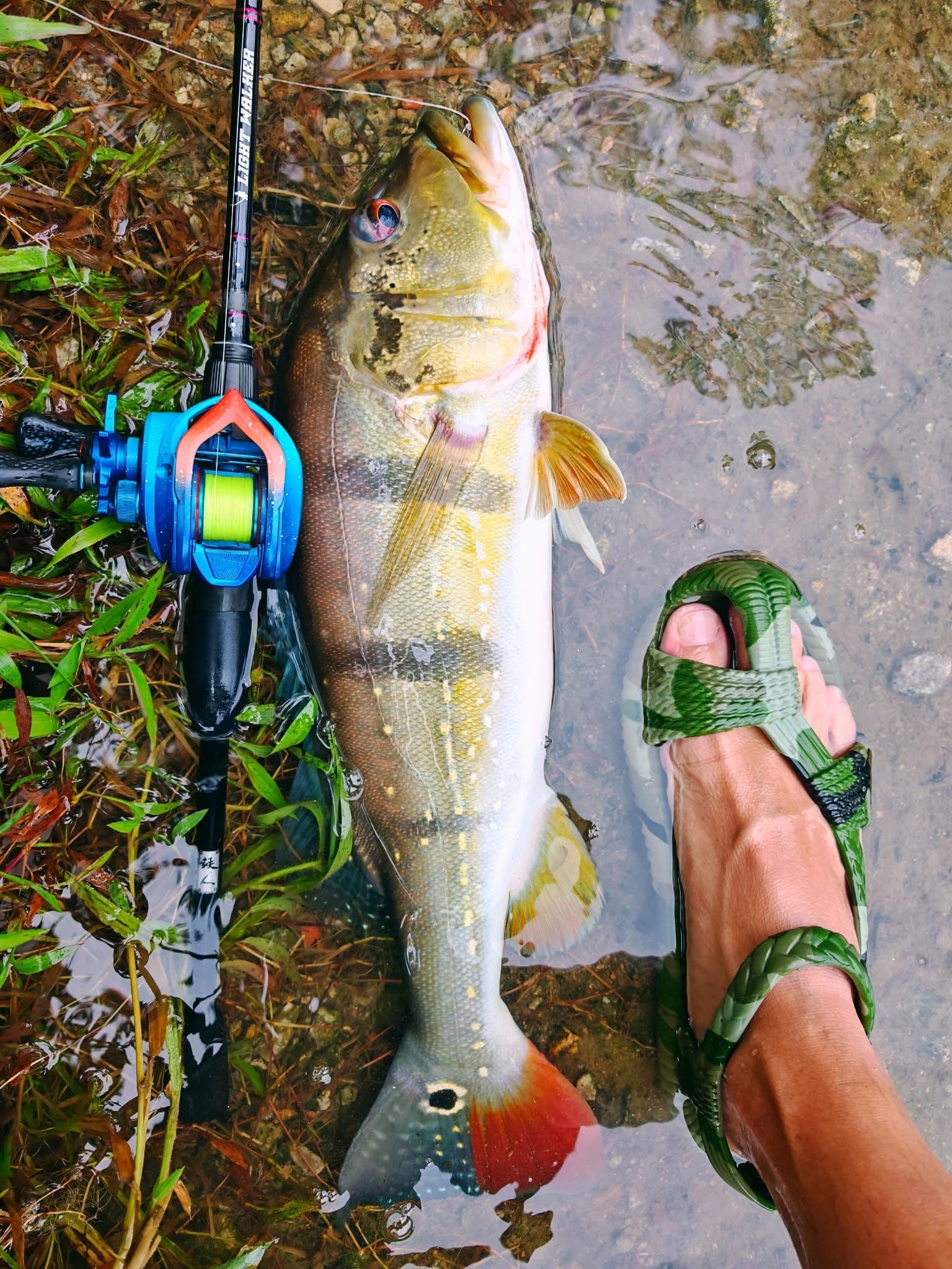 Blockbuster - 55 Crankbait (CB) - MY TACKLE R&D ENTERPRISE