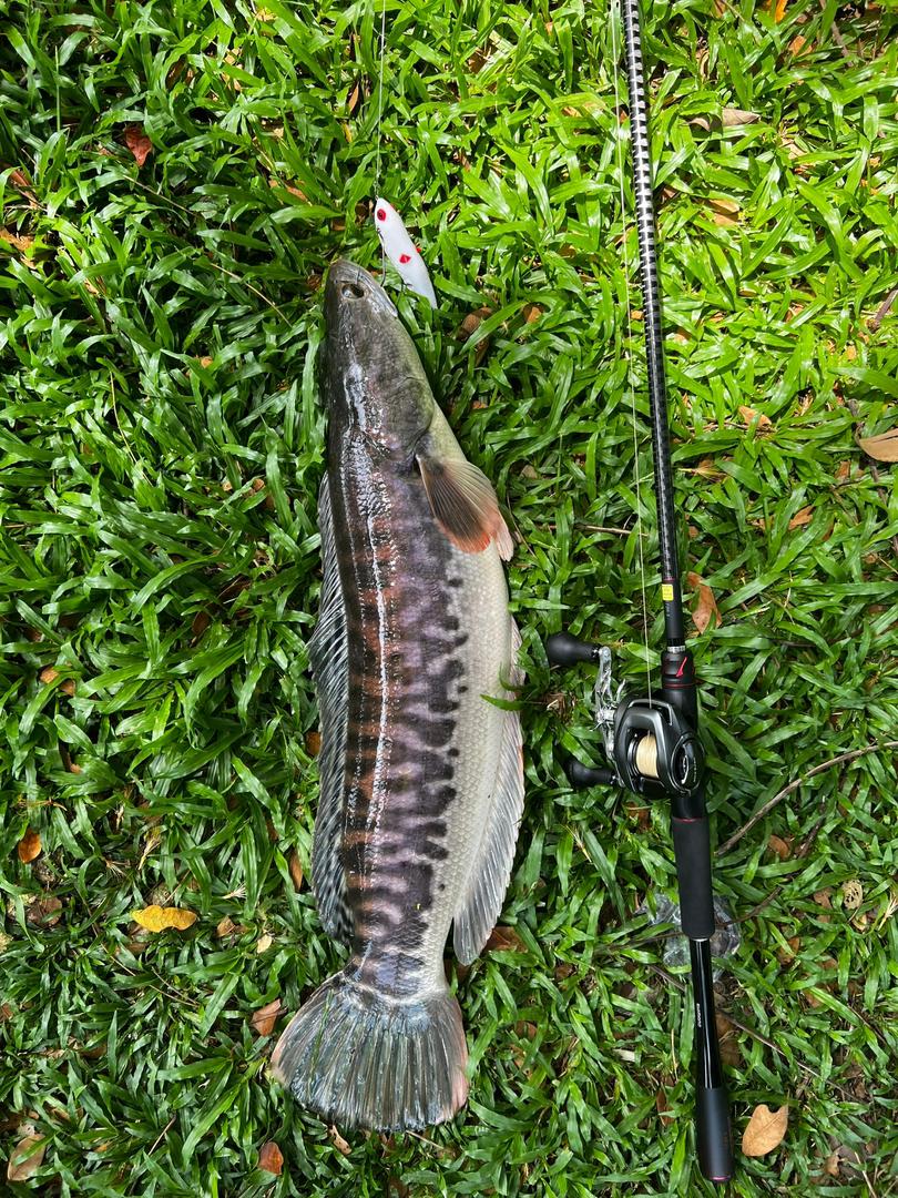 Torpedo-100 Pencil Lure