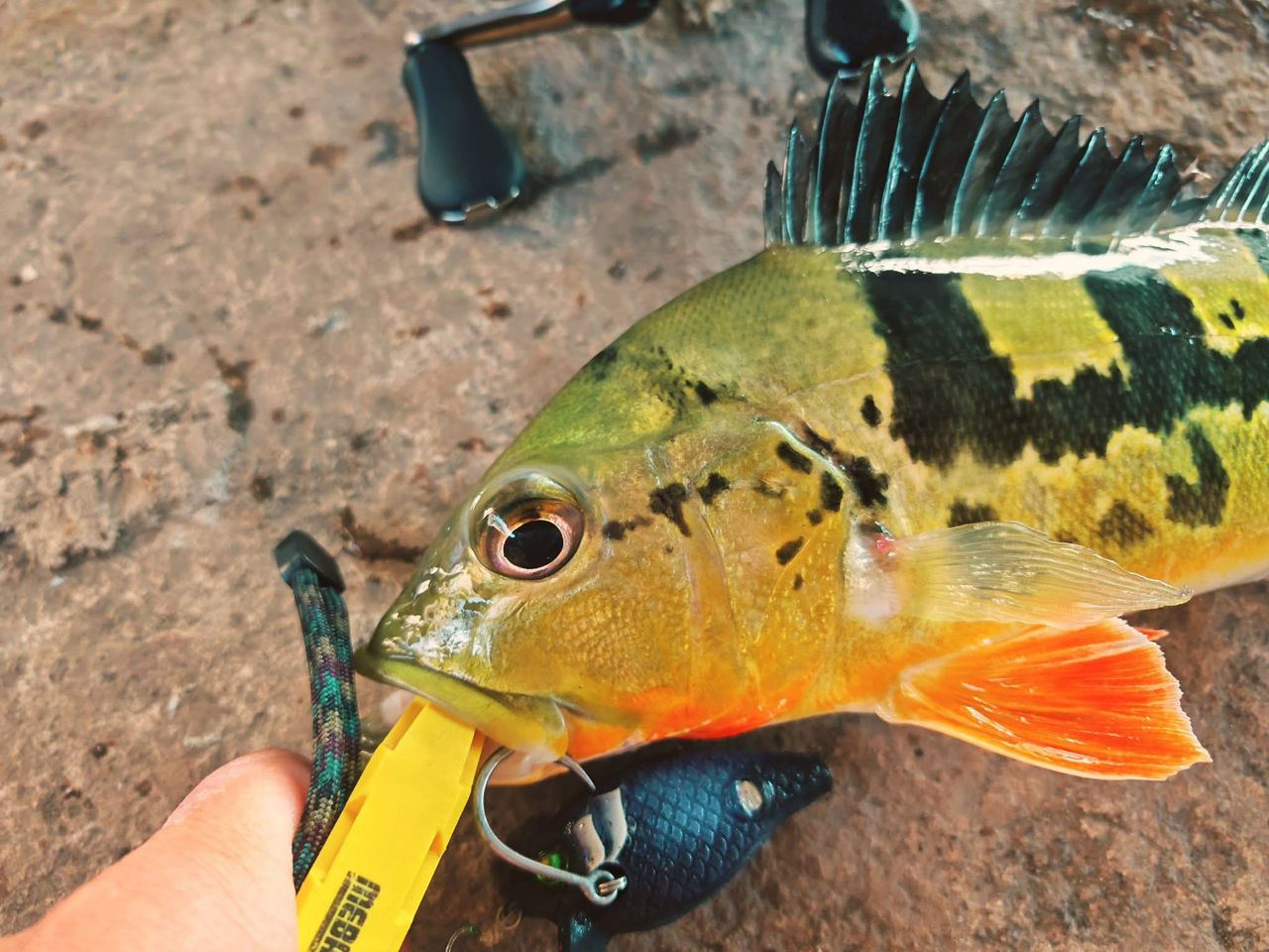 Peacock bass caught with MAGAS Blockbuster-55  soft silicone anti-snag fishing lure near grass, weeds, and shallow cover