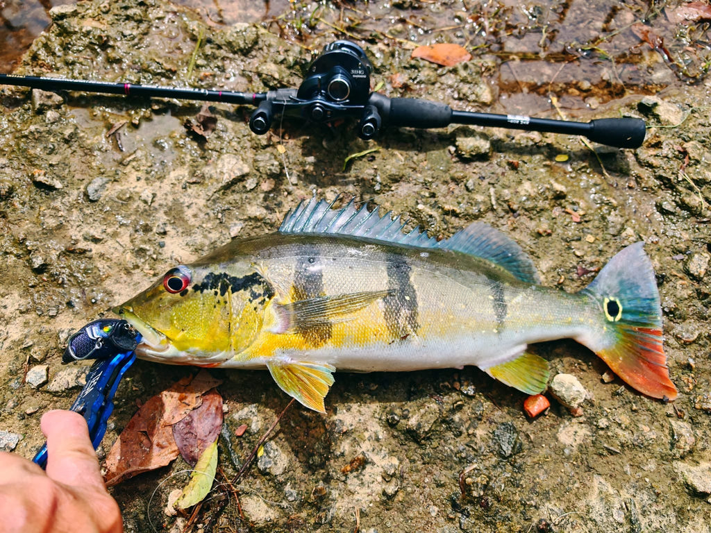 Peacock bass caught with MAGAS Blockbuster-55  soft silicone anti-snag fishing lure near grass, weeds, and shallow cover.