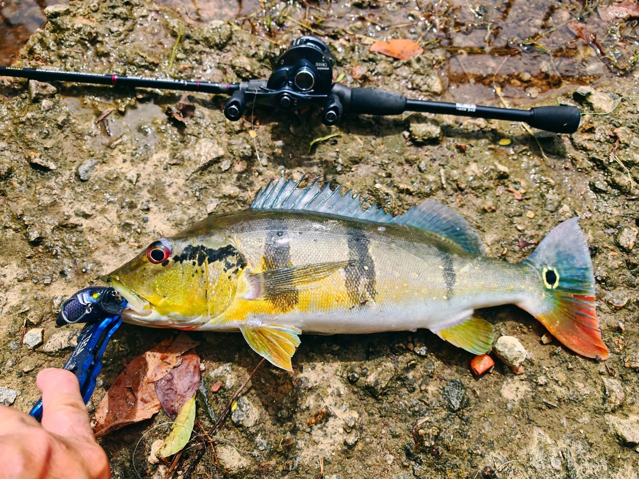 Peacock bass caught with MAGAS Blockbuster-55  soft silicone anti-snag fishing lure near grass, weeds, and shallow cover.