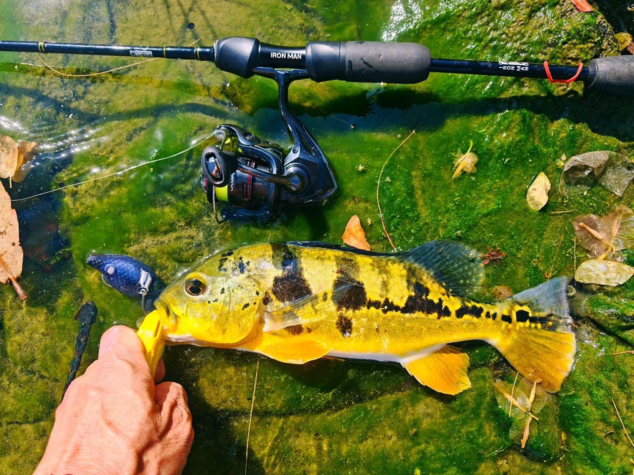 Peacock bass caught with MAGAS Blockbuster-55  soft silicone anti-snag fishing lure near grass, weeds, and shallow cover