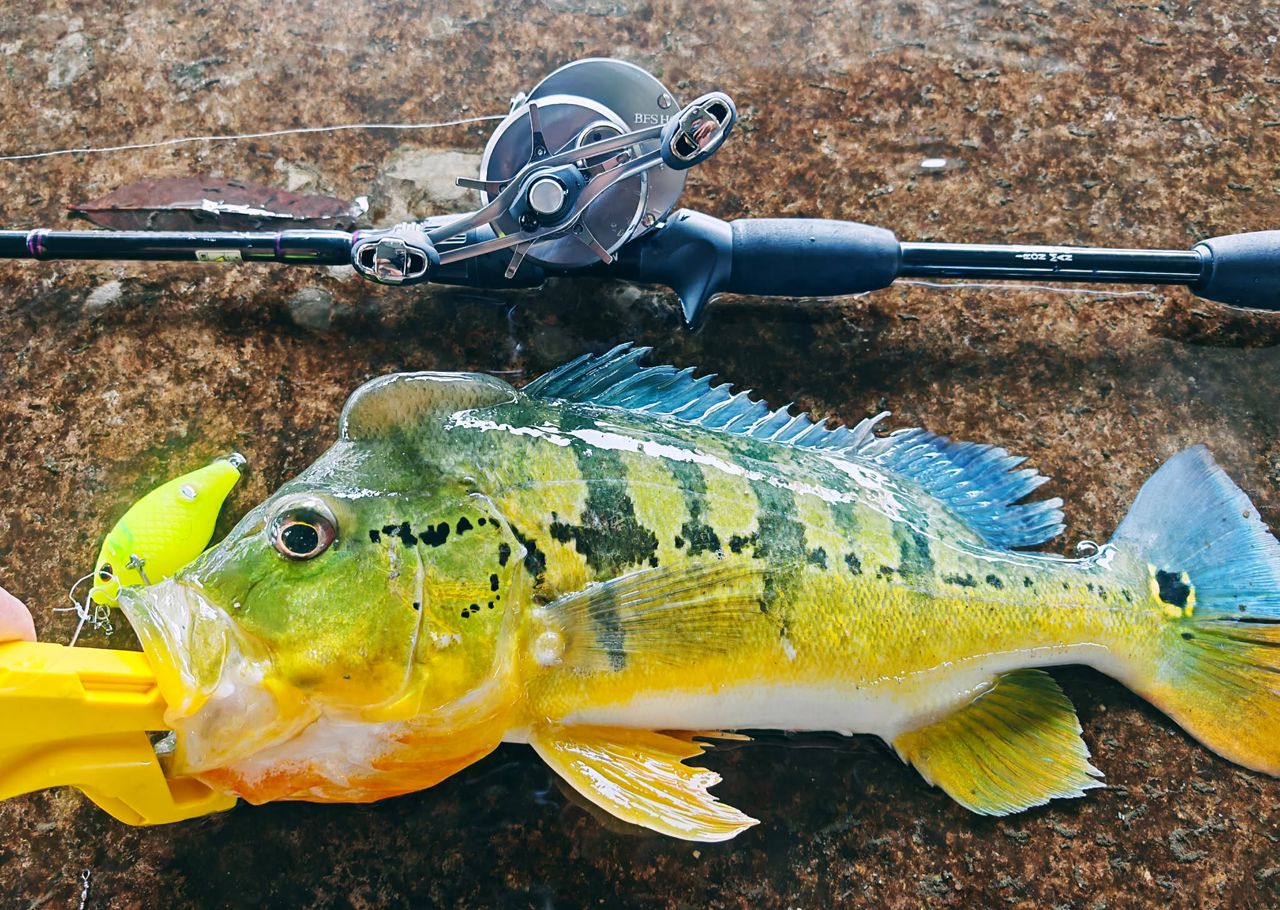 Peacock bass caught with MAGAS Blockbuster-55  soft silicone anti-snag fishing lure near grass, weeds, and shallow cover.
