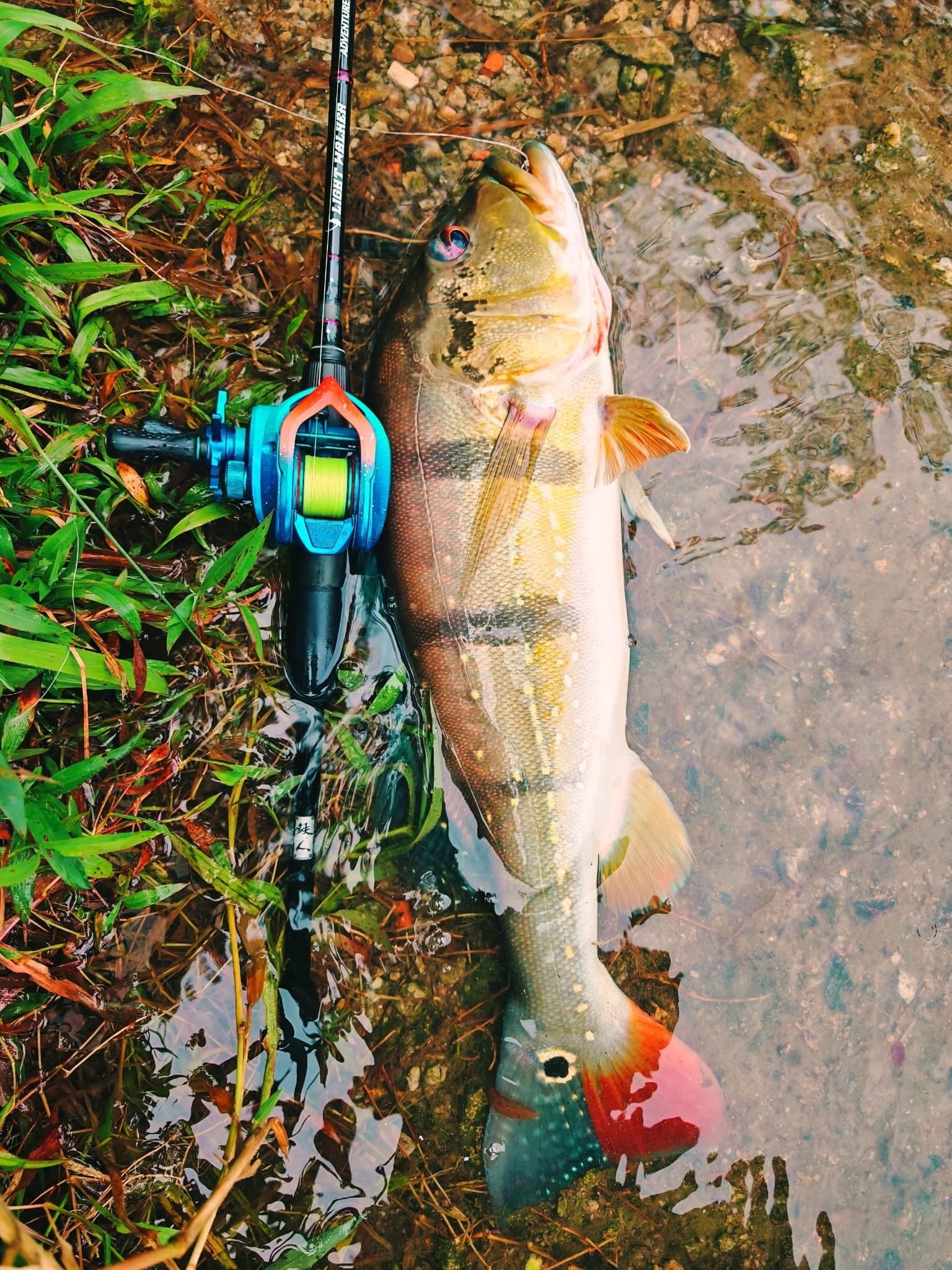 Peacock bass caught with MAGAS Blockbuster-55  soft silicone anti-snag fishing lure near grass, weeds, and shallow cover