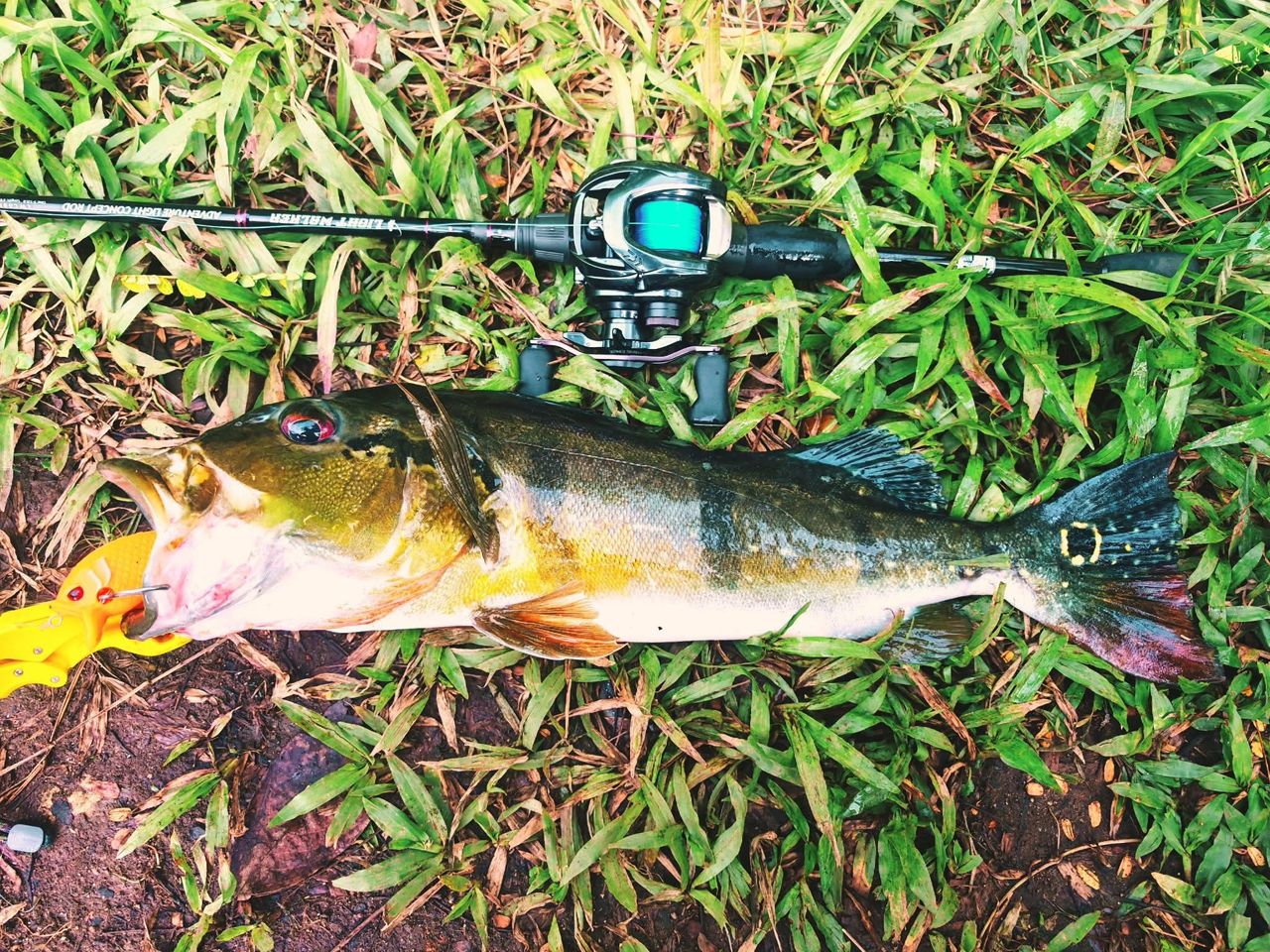 Peacock bass caught with MAGAS Blockbuster-55  soft silicone anti-snag fishing lure near grass, weeds, and shallow cover