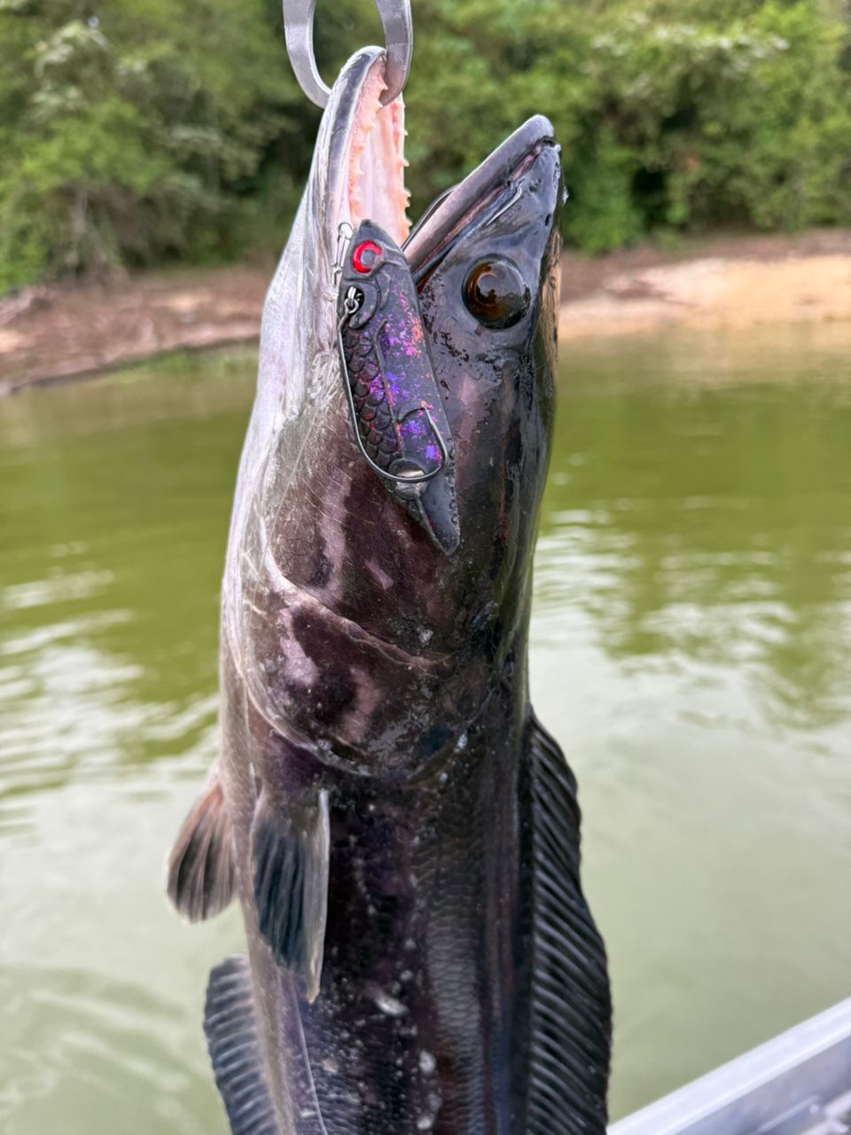 Toman giant snakehead caught with MAGAS Torpedo-100 Pencil Lure soft silicone anti-snag fishing lure near heavy cover, weeds, and shallow structure.