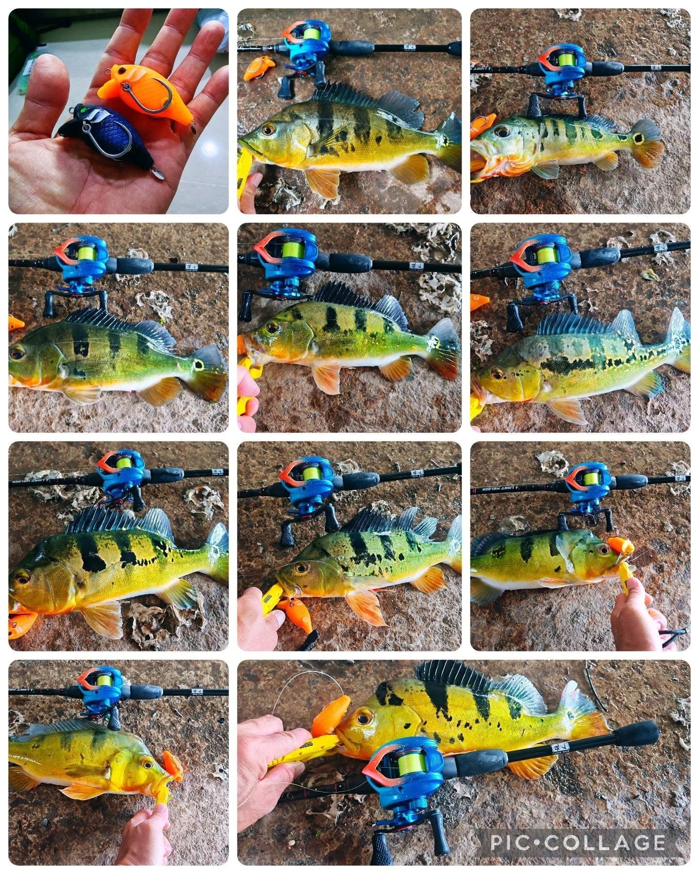 Peacock bass caught with MAGAS Blockbuster-55  soft silicone anti-snag fishing lure near grass, weeds, and shallow cover