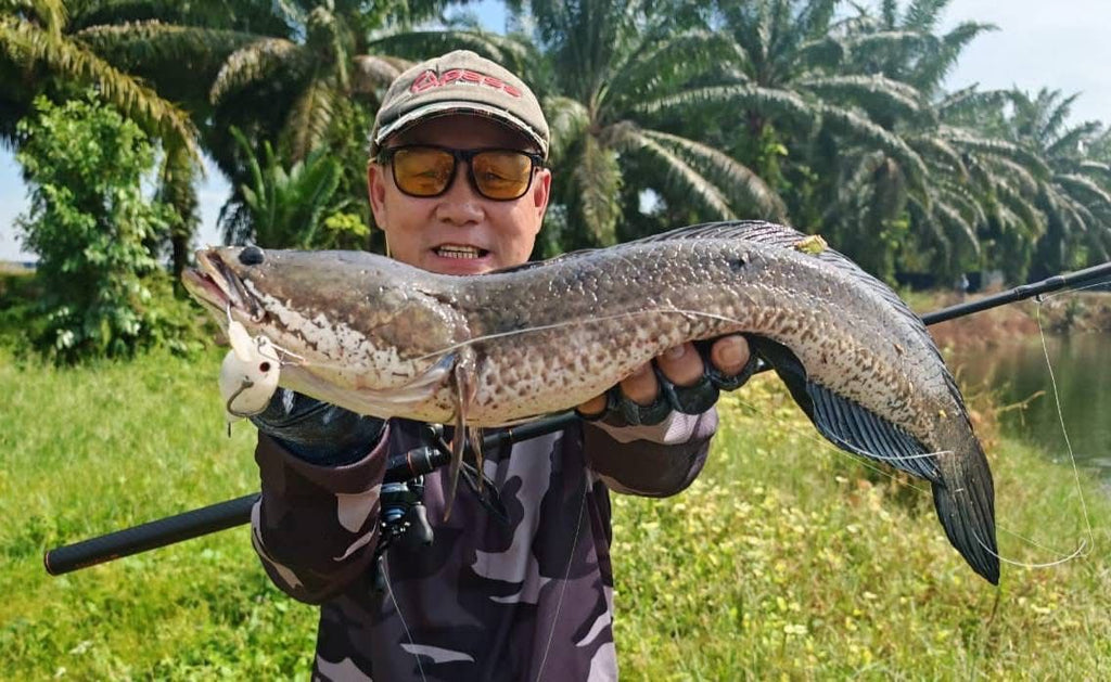 Haruan striped snakehead caught with MAGAS Blockbuster-55 soft silicone anti-snag fishing lure near grass, weeds, and shallow cover