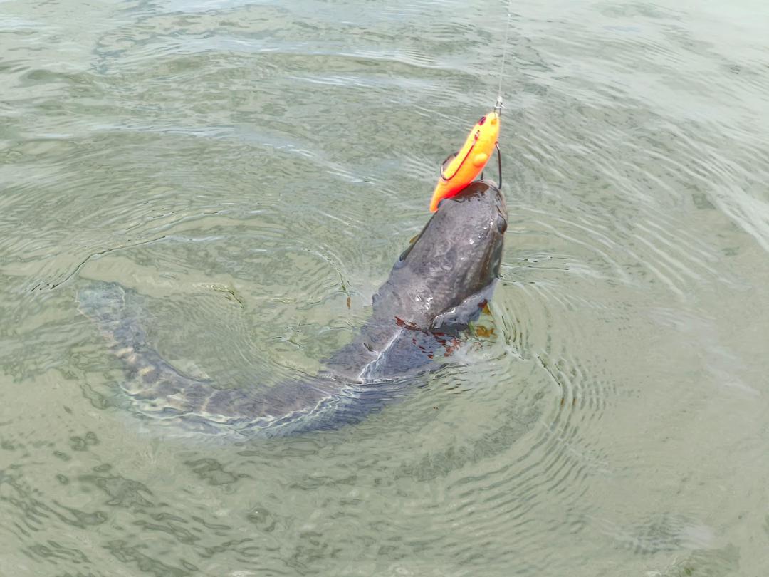 MAGAS Torpedo-100 pencil topwater soft silicone anti-snag fishing lure with patented Magnetic Anti-Snag System for surface fishing