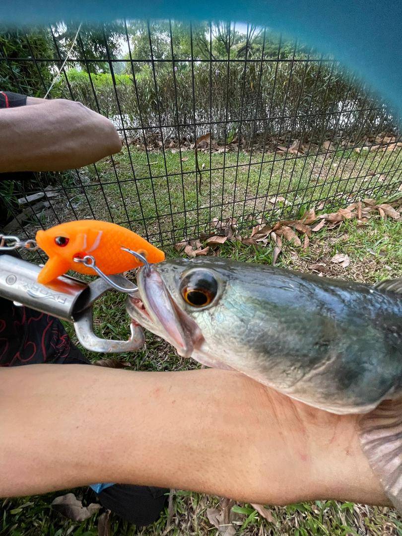 Blockbuster-55 Crankbait (CB)