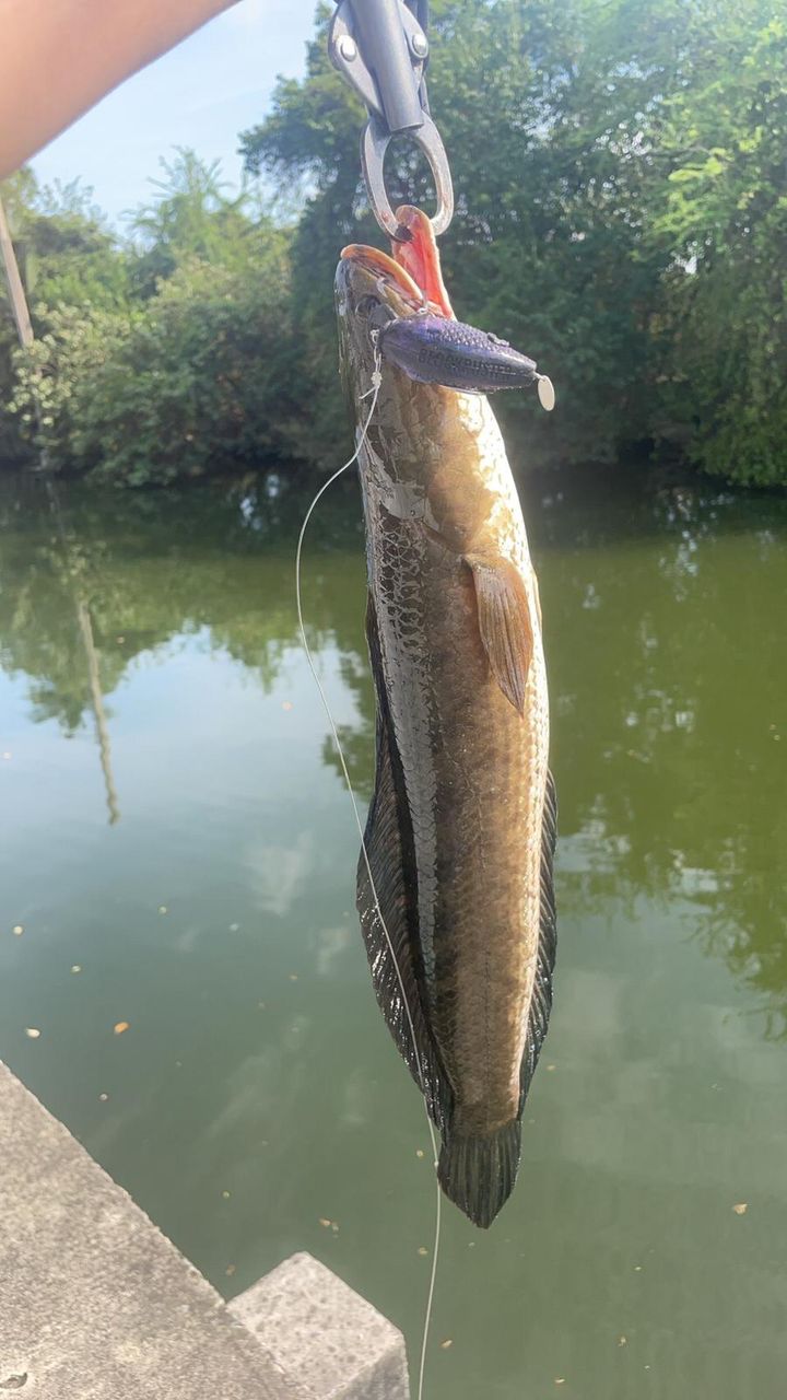 Blockbuster-55 Crankbait (CB)