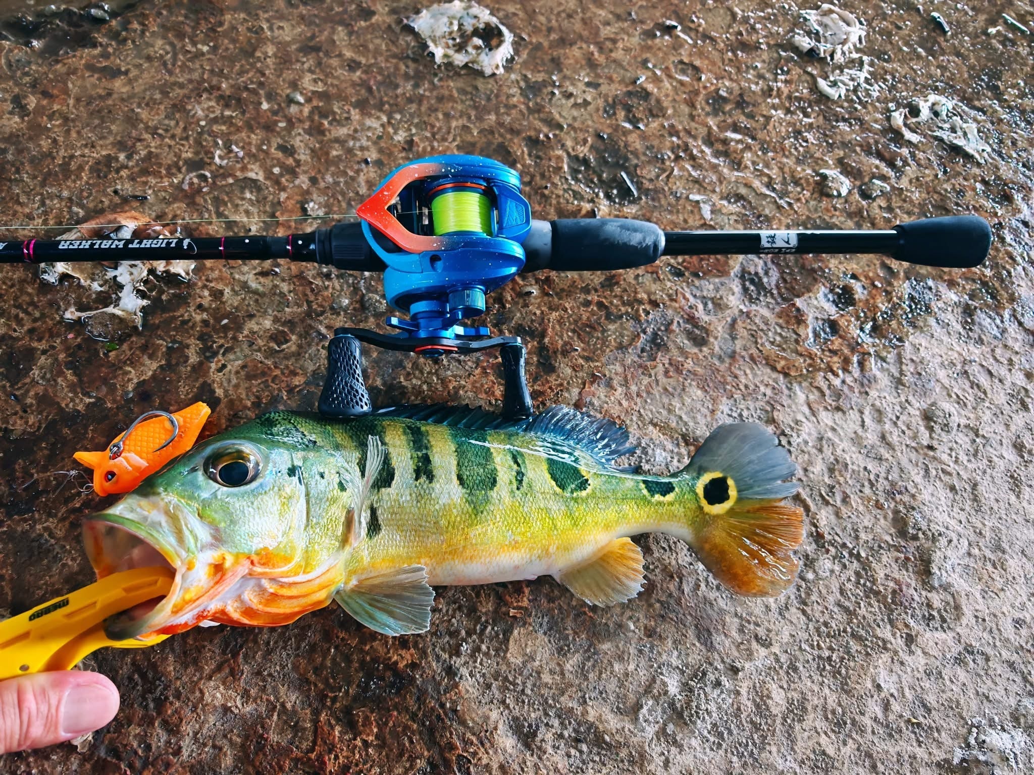 Peacock bass caught with MAGAS Blockbuster-55  soft silicone anti-snag fishing lure near grass, weeds, and shallow cover