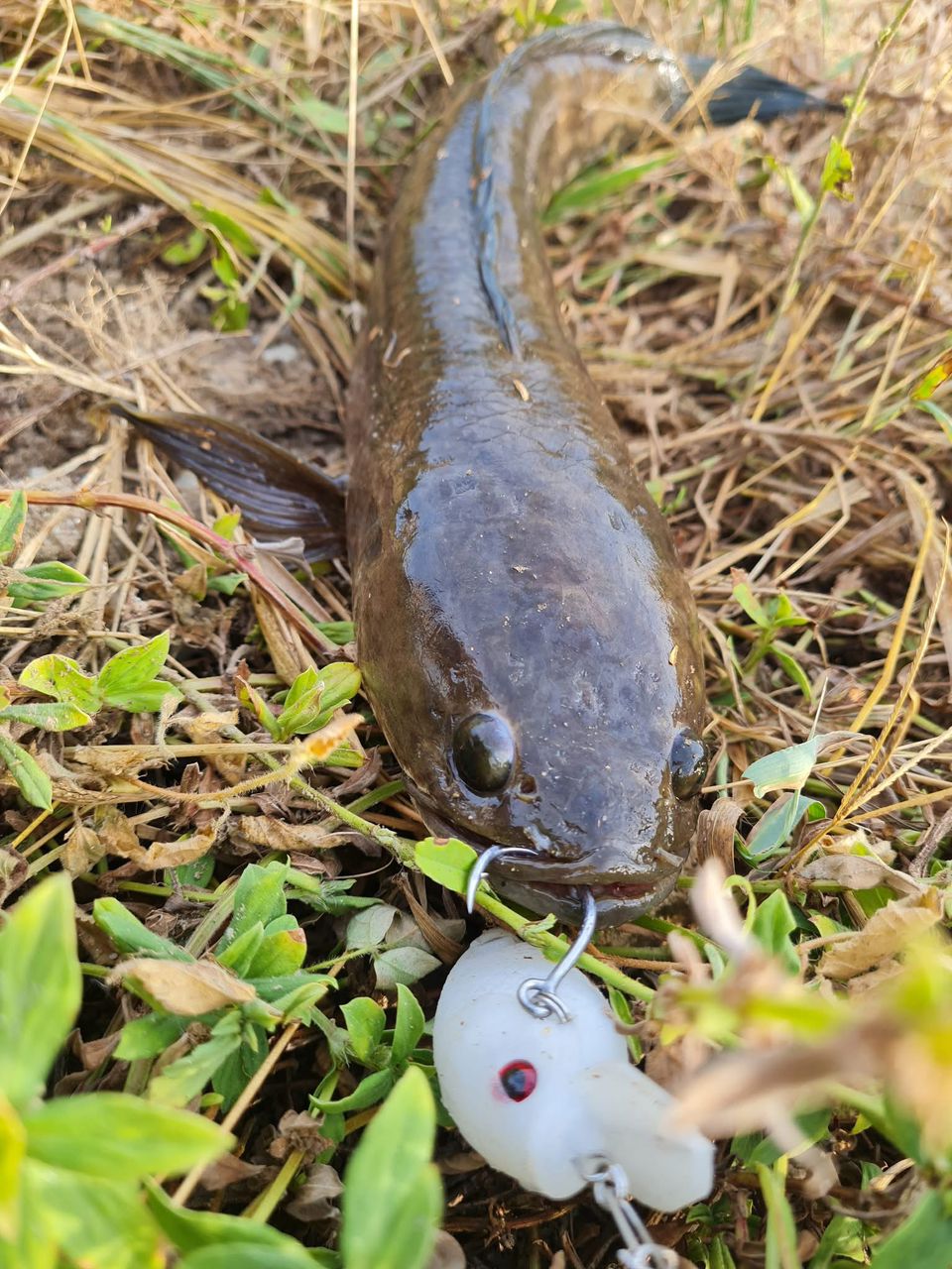 Haruan striped snakehead caught with MAGAS Blockbuster-55 soft silicone anti-snag fishing lure near grass, weeds, and shallow cover