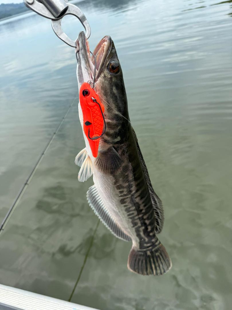 MAGAS Torpedo-100 pencil topwater soft silicone anti-snag fishing lure with patented Magnetic Anti-Snag System for surface fishing