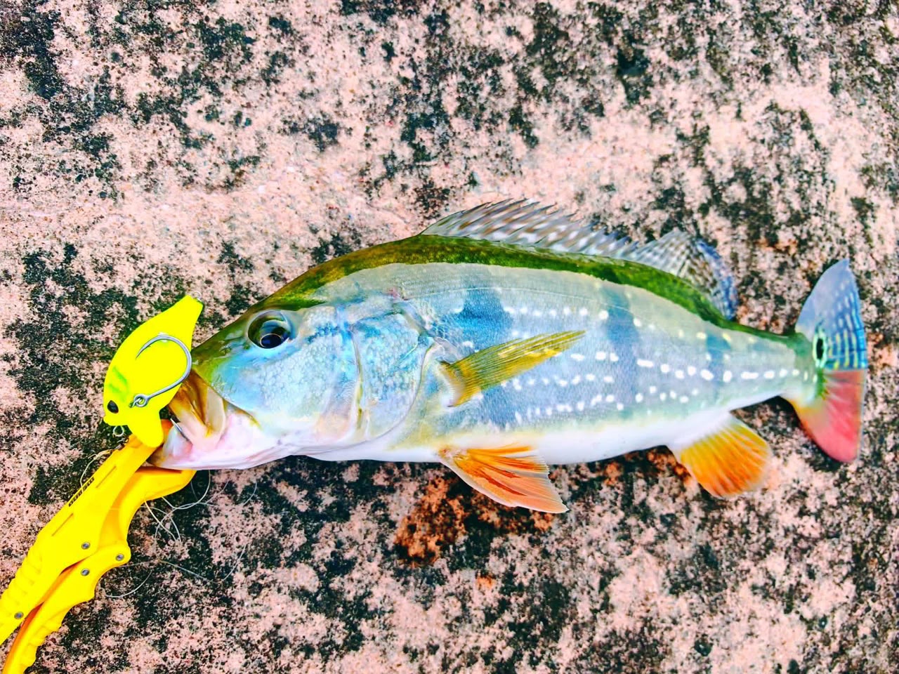 Build Your MAGAS Loadout - MY TACKLE R&D ENTERPRISE