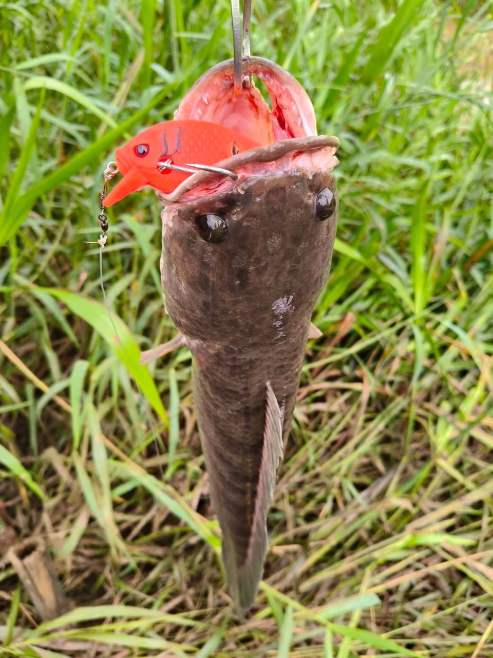 Blockbuster - 55 Subsurface (SF) - MY TACKLE R&D ENTERPRISE