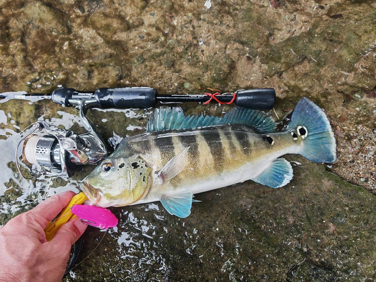 Build Your MAGAS Loadout - MY TACKLE R&D ENTERPRISE