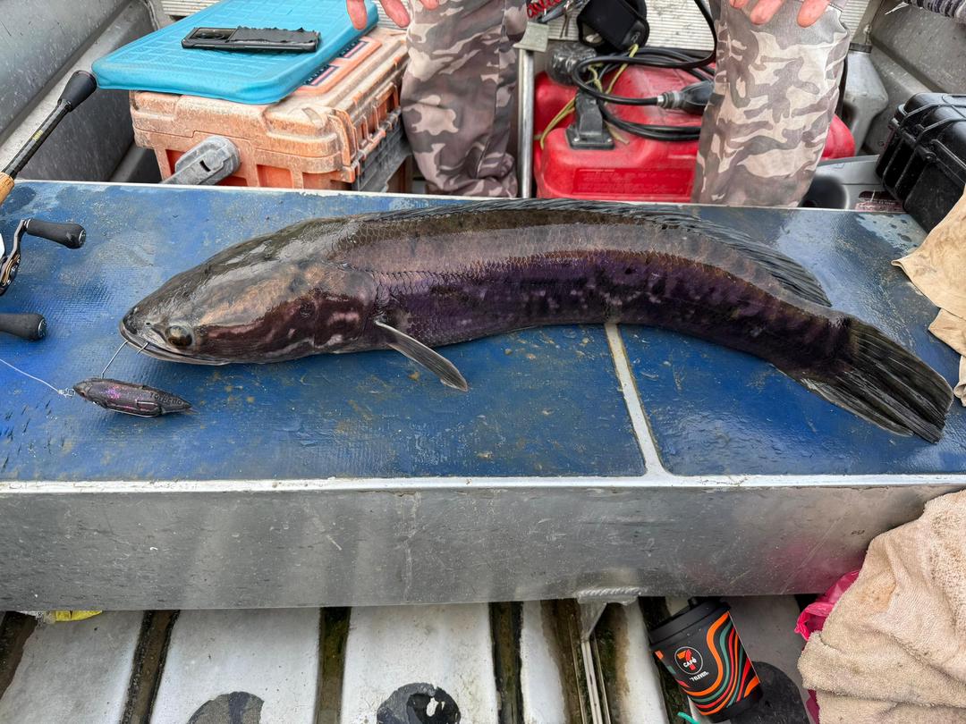 Torpedo - 100 Pencil Lure - MY TACKLE R&D ENTERPRISE