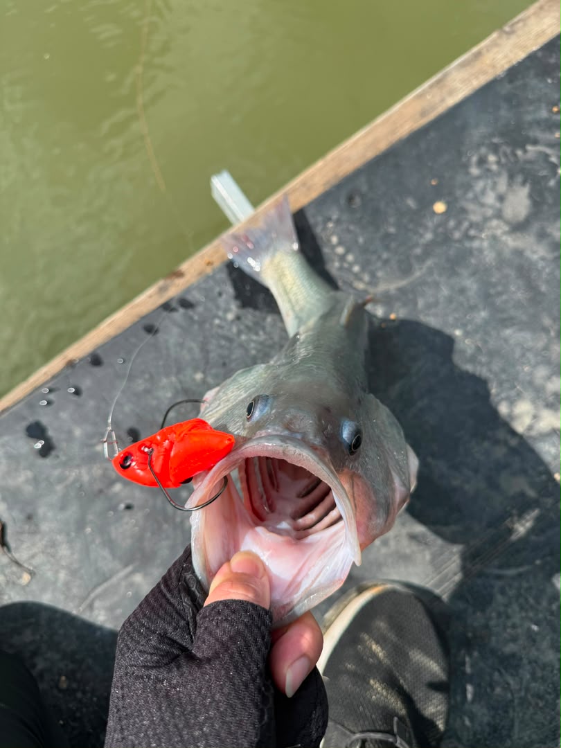 MAGAS™ Torpedo-100 Pencil Lure - MY TACKLE R&D ENTERPRISE