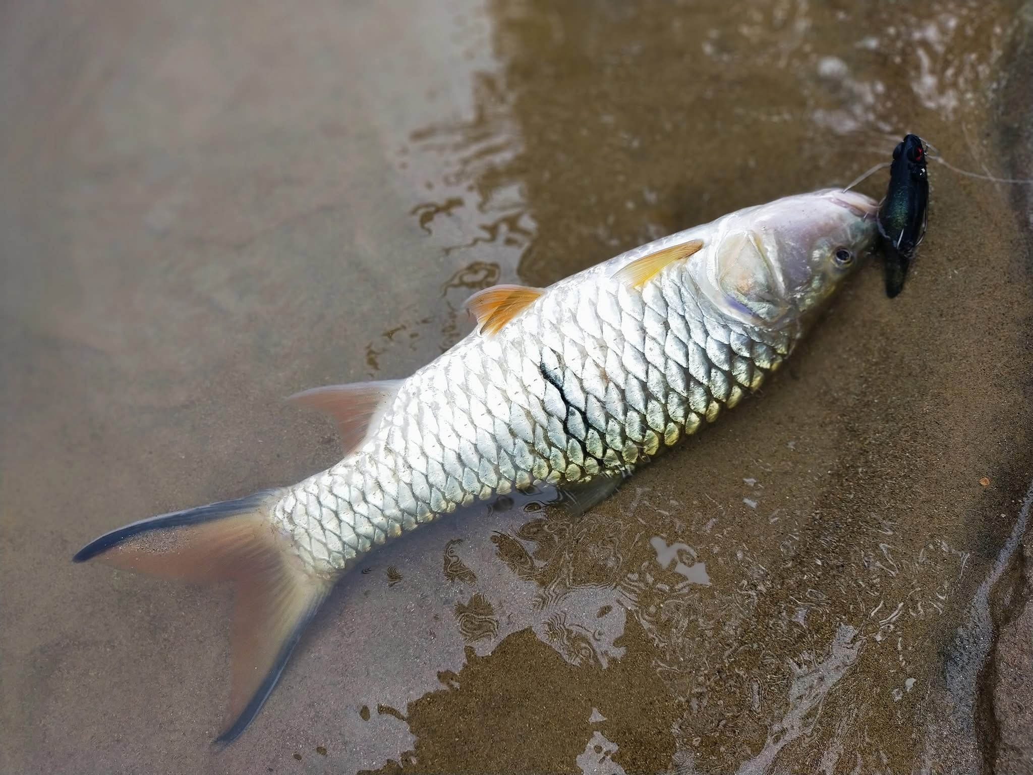 13+ Lures = Surprise Gift 🎉 - MY TACKLE R&D ENTERPRISE