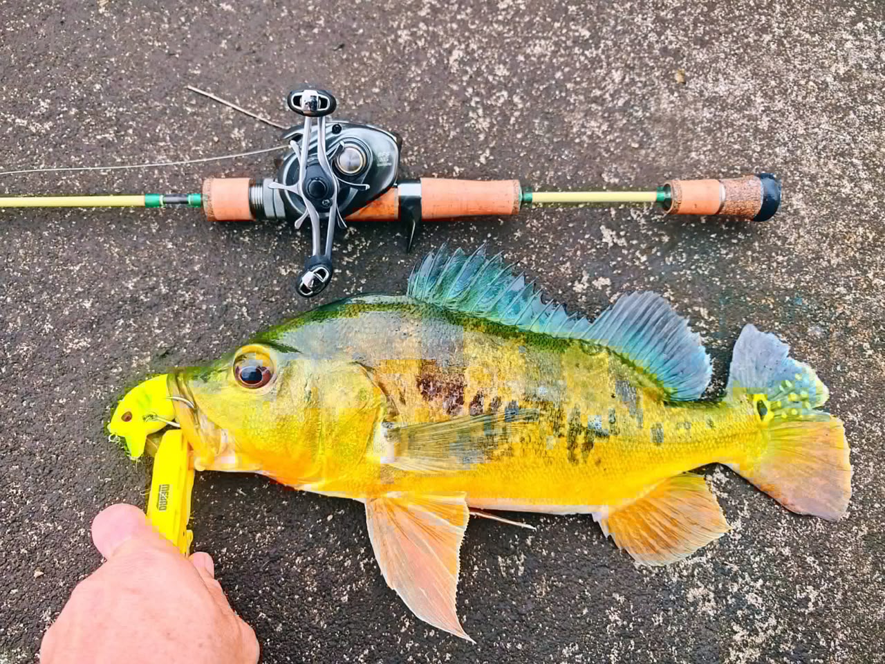 Build Your MAGAS Loadout - MY TACKLE R&D ENTERPRISE
