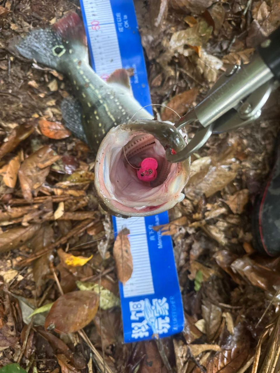 Blockbuster - 55 Crankbait (CB) - MY TACKLE R&D ENTERPRISE