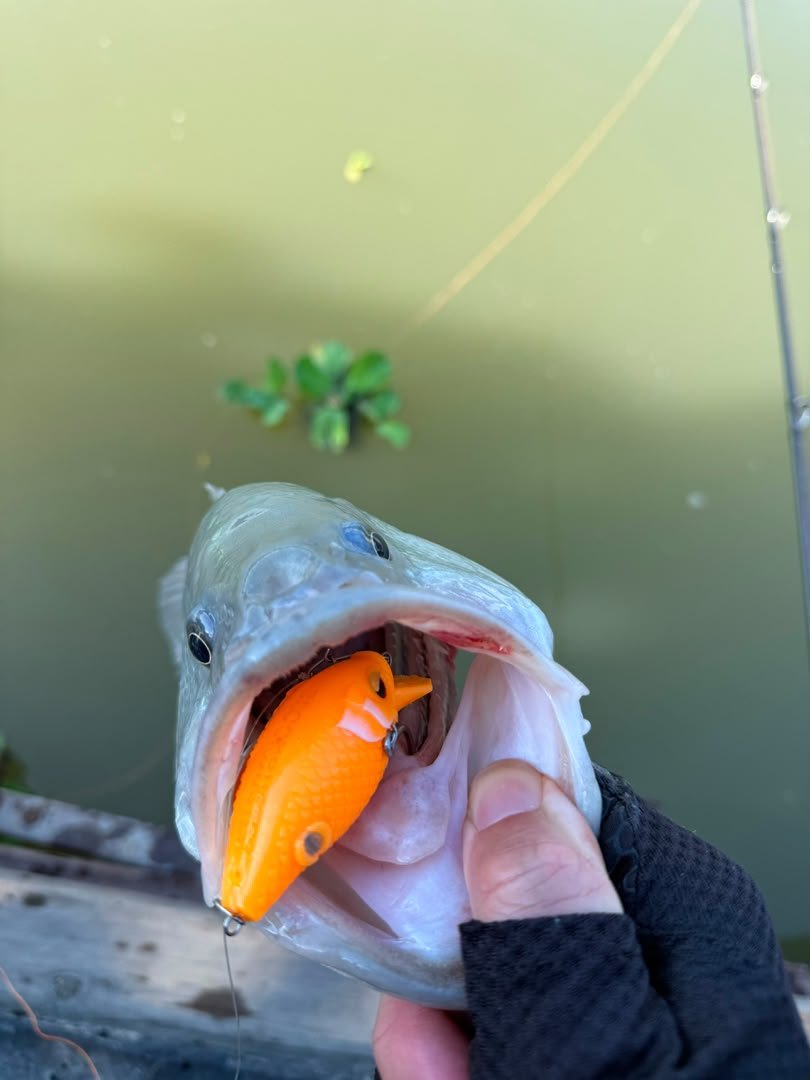 MAGAS™ Blockbuster-55 Crankbait (CB) - MY TACKLE R&D ENTERPRISE