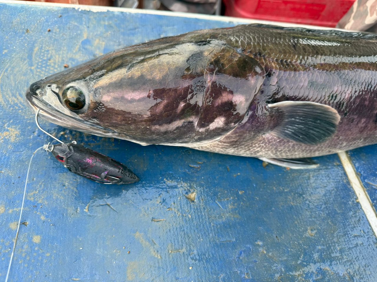 Torpedo - 100 Pencil Lure - MY TACKLE R&D ENTERPRISE